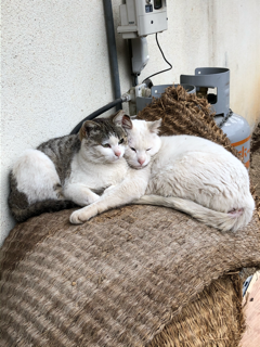 野良猫の宿命_f0363168_16102970.png