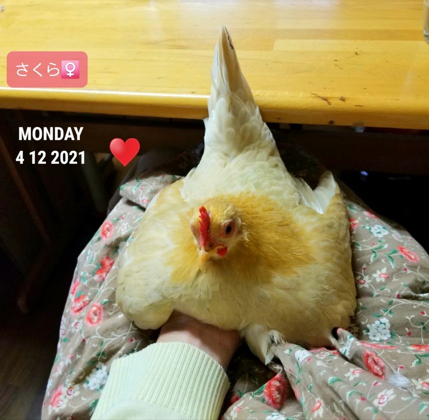 烏骨鶏かわいいブログ 烏骨鶏かわいいブログ