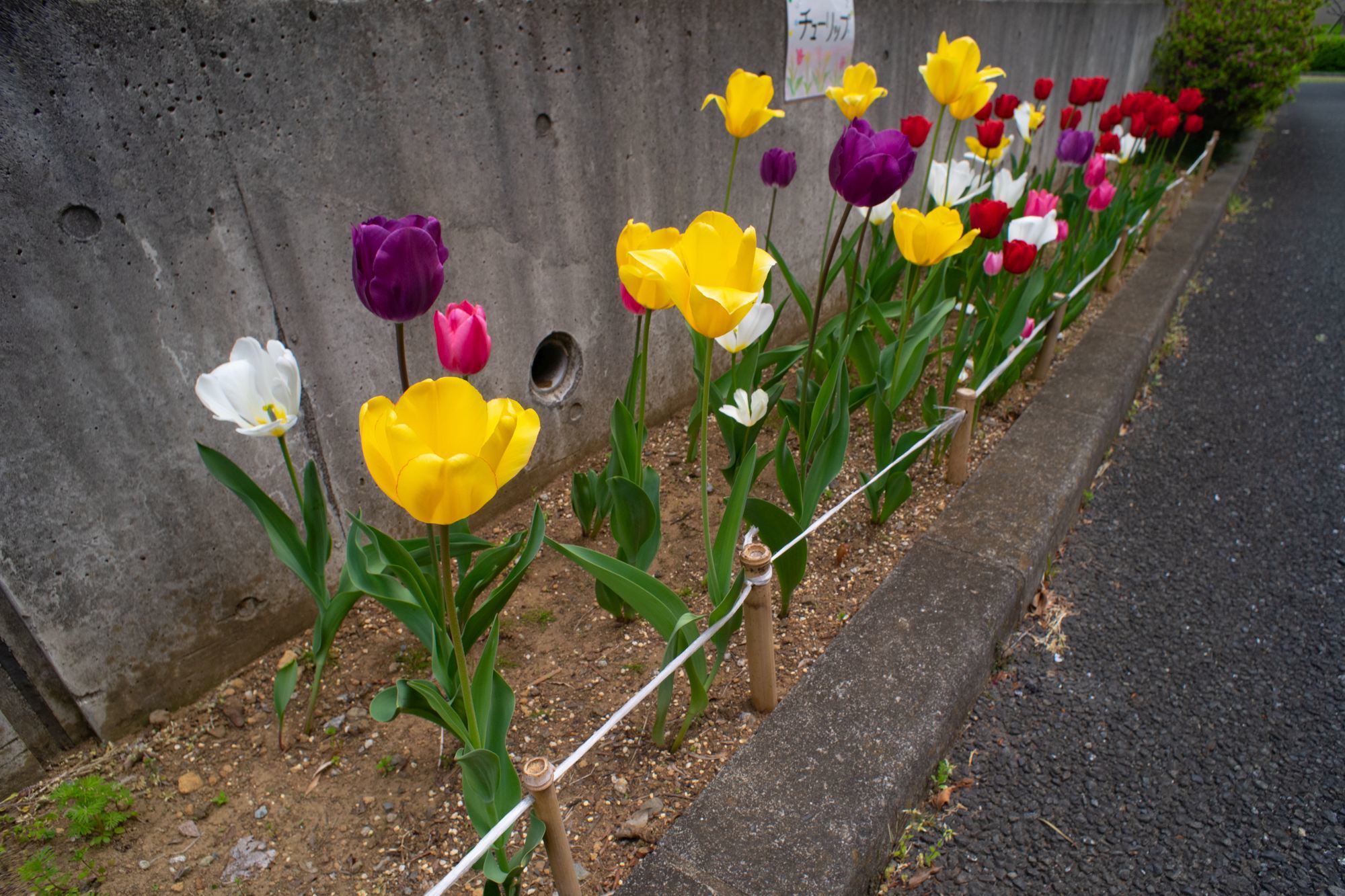 今日は Arsat 20mm f:2.8 でぶらり_b0404875_19494942.jpg