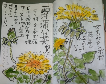 西洋タンポポ 絵手紙の小窓 西洋タンポポ 絵手紙の小窓
