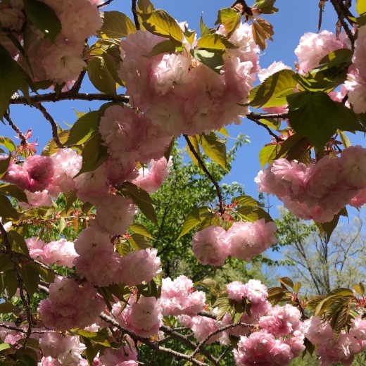春の花_a0129492_07382834.jpeg