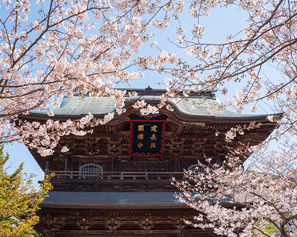 鎌倉 建長寺の桜21 エーデルワイスブログ 鎌倉 建長寺の桜21 エーデルワイスブログ