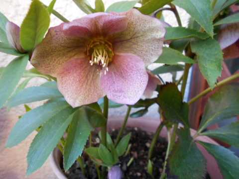 兄孫のこと&クリスマスローズと花桃_f0019498_20324356.jpg