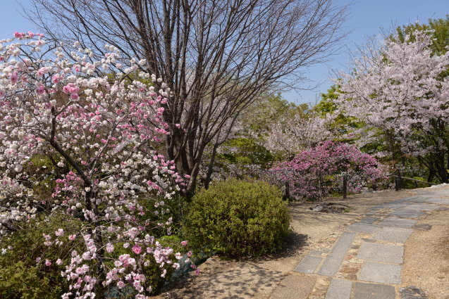 京都の桜「将軍塚　清龍殿」_e0335926_12141112.jpg