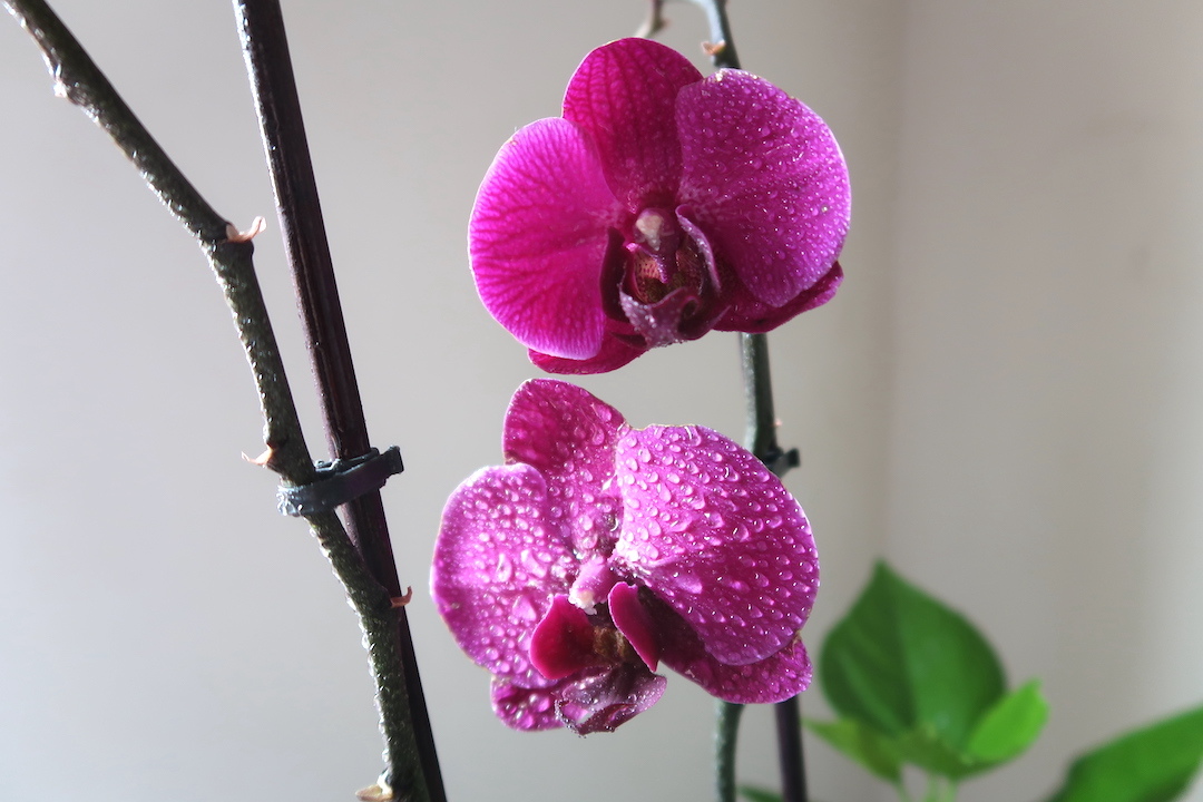蘭の花4か月咲いたあと枝分かれ小さな花茎_f0234936_23093498.jpg