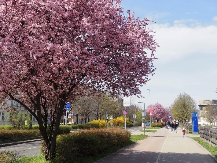 公園に咲く春の花 Machi Diary