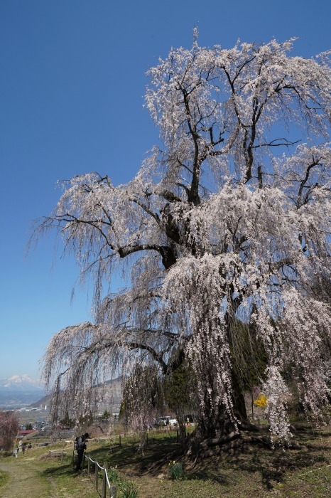 高山村一本桜巡りー 水中のしだれ桜 Turfに魅せられて 写真紀行 高山村一本桜巡りー 水中のしだれ桜 Turfに魅せられて 写真紀行