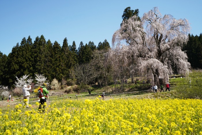 高山村一本桜巡りー 水中のしだれ桜 Turfに魅せられて 写真紀行 高山村一本桜巡りー 水中のしだれ桜 Turfに魅せられて 写真紀行