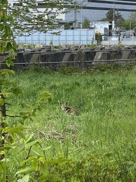 多摩川沿いにキツネ？_b0219170_22105394.gif