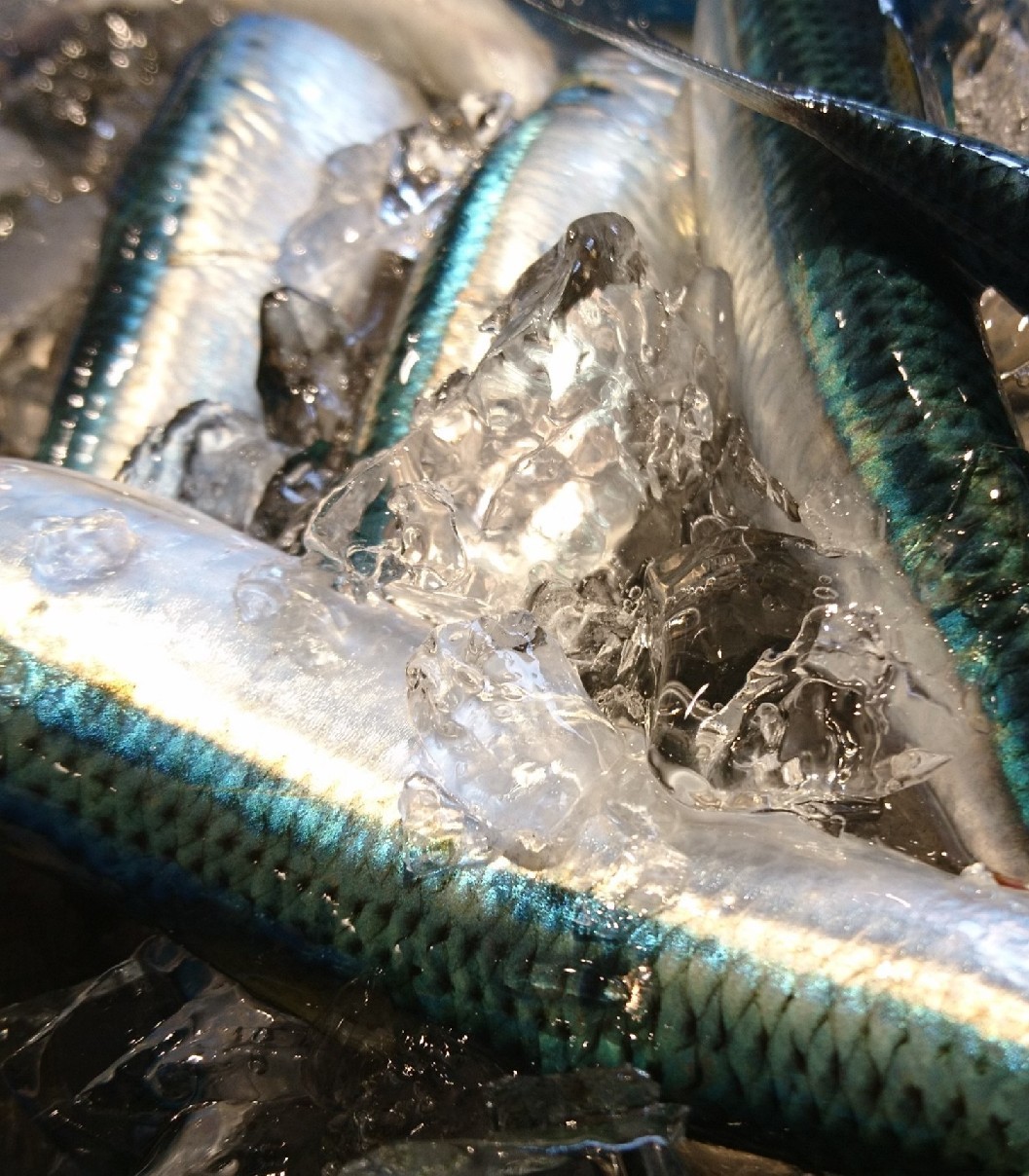 海色の魚と嵐 くろいしの日記 By しまか