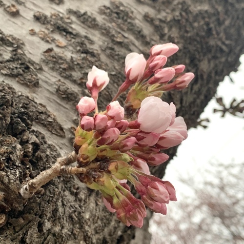 桜川からお知らせ 桜の開花 この10日は目が離せません_a0134394_06353537.jpeg