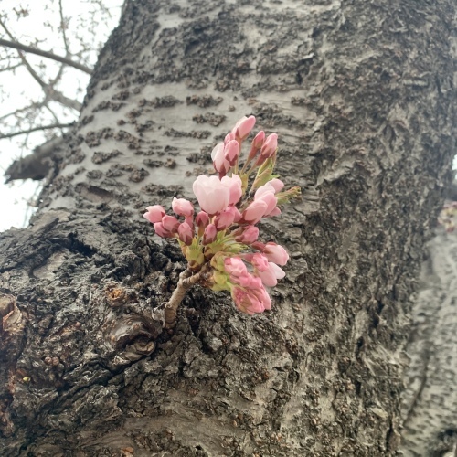 桜川からお知らせ 桜の開花 この10日は目が離せません_a0134394_06370838.jpeg