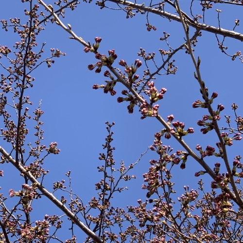 桜川からお知らせ 桜の開花 この10日は目が離せません_a0134394_06444487.jpeg
