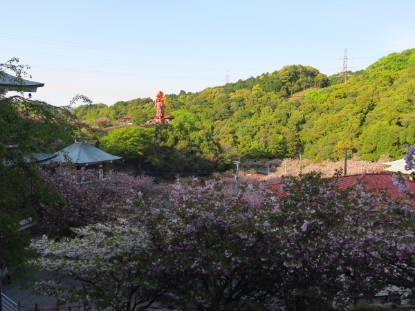 一心寺のぼたん桜まつり　2021.04.11（日）_a0166196_13314276.jpg