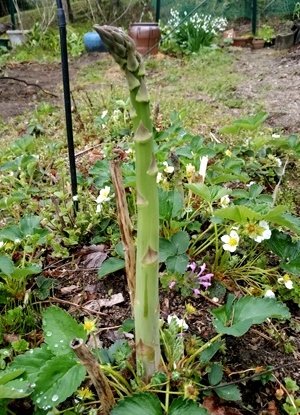 菜園 の 色_a0236300_21424962.jpg