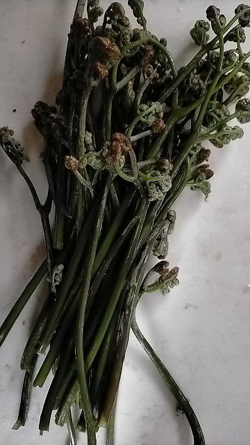 わらび ゼンマイ わさびの茎収穫 自由と自然を楽しむ わらび ゼンマイ わさびの茎収穫 自由と自然を楽しむ