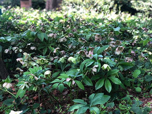 福岡市植物園に行ってみた_f0126903_21574387.jpg