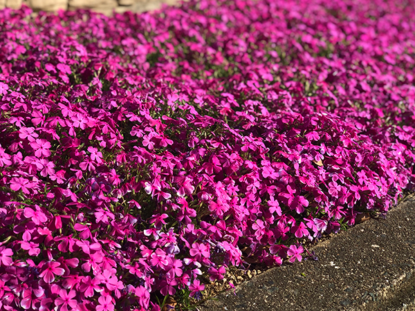 福岡市植物園に行ってみた_f0126903_21583660.jpg