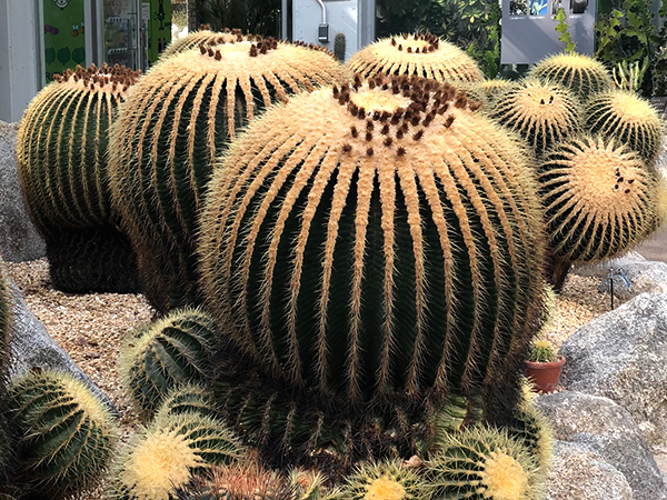 福岡市植物園に行ってみた_f0126903_21590538.jpg