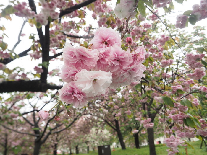 雨の花のまわりみち_c0116915_00221882.jpg