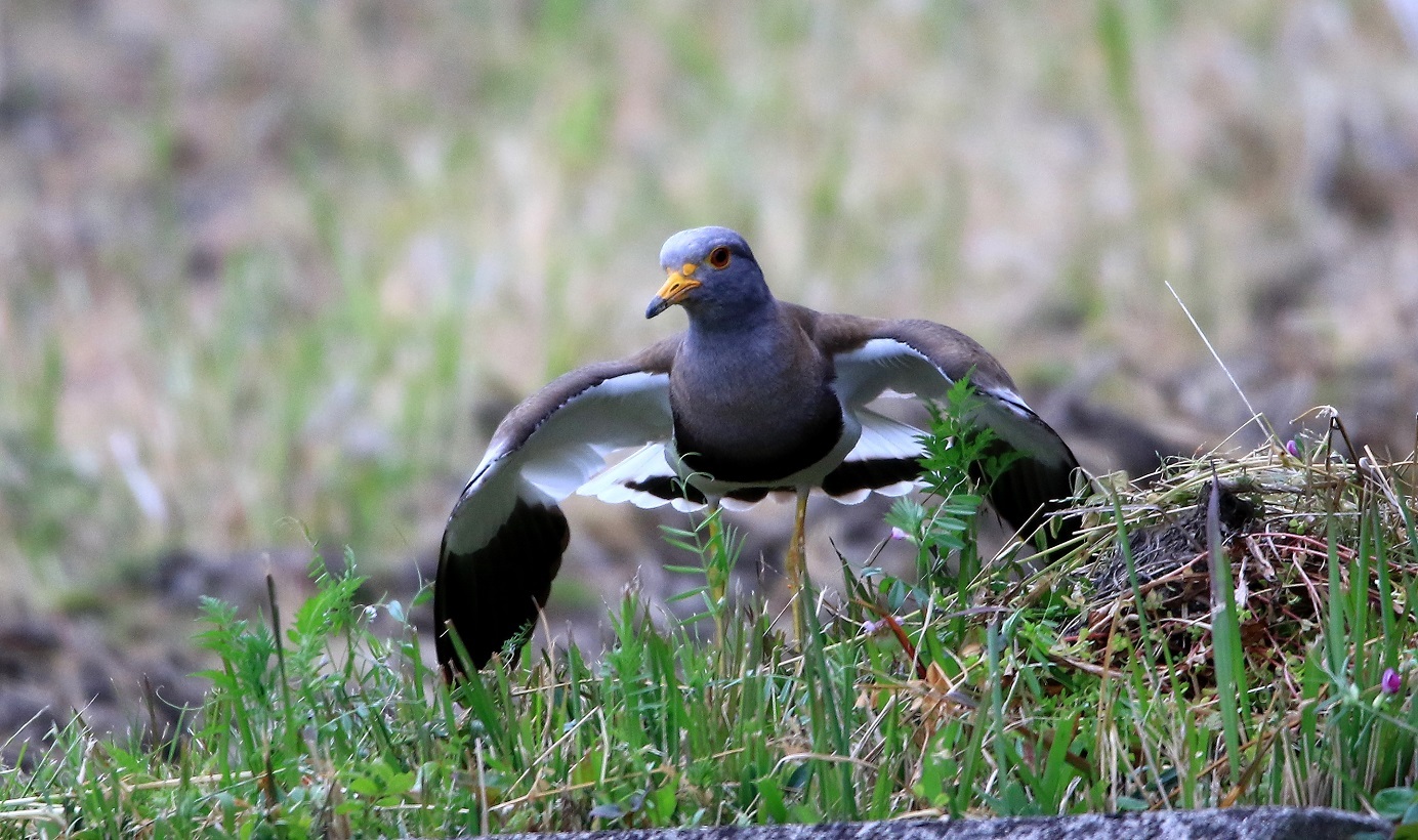 石川とその周辺で見られる水鳥たち_f0364220_21563289.jpg