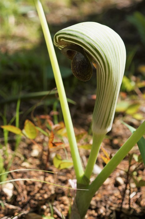 ■ウォーキング【厚木市・荻野運動公園】の野草園散策編P-1　珍しい野草の宝庫で圧倒されます♪_b0033423_20390963.jpg