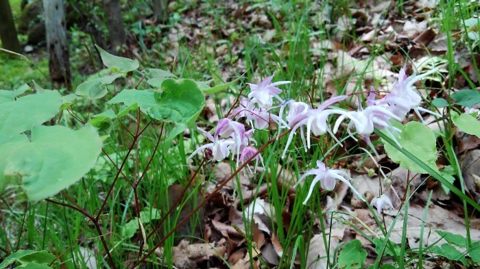 ■ウォーキング【厚木市・荻野運動公園】の野草園散策編P-1　珍しい野草の宝庫で圧倒されます♪_b0033423_20542885.jpg