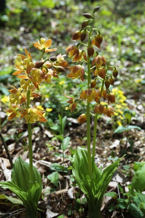 ■ウォーキング【厚木市・荻野運動公園】の野草園散策編P-1　珍しい野草の宝庫で圧倒されます♪_b0033423_20591674.jpg