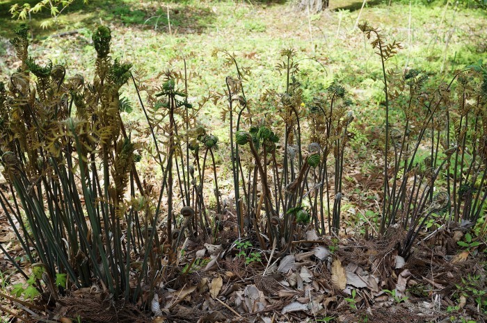 ■ウォーキング【厚木市・荻野運動公園】の野草園散策編P-1　珍しい野草の宝庫で圧倒されます♪_b0033423_21015509.jpg