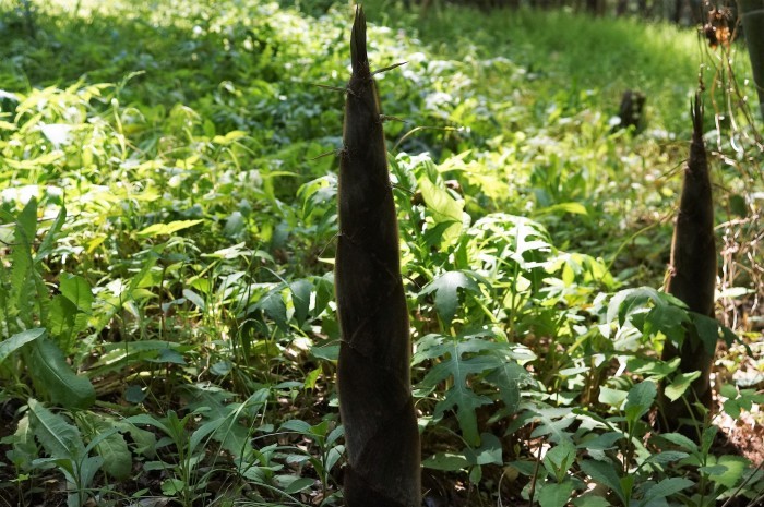 ■ウォーキング【厚木市・荻野運動公園】の野草園散策編P-1　珍しい野草の宝庫で圧倒されます♪_b0033423_21091355.jpg