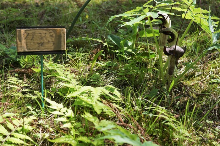 ■ウォーキング【厚木市・荻野運動公園】の野草園散策編P-1　珍しい野草の宝庫で圧倒されます♪_b0033423_21535377.jpg