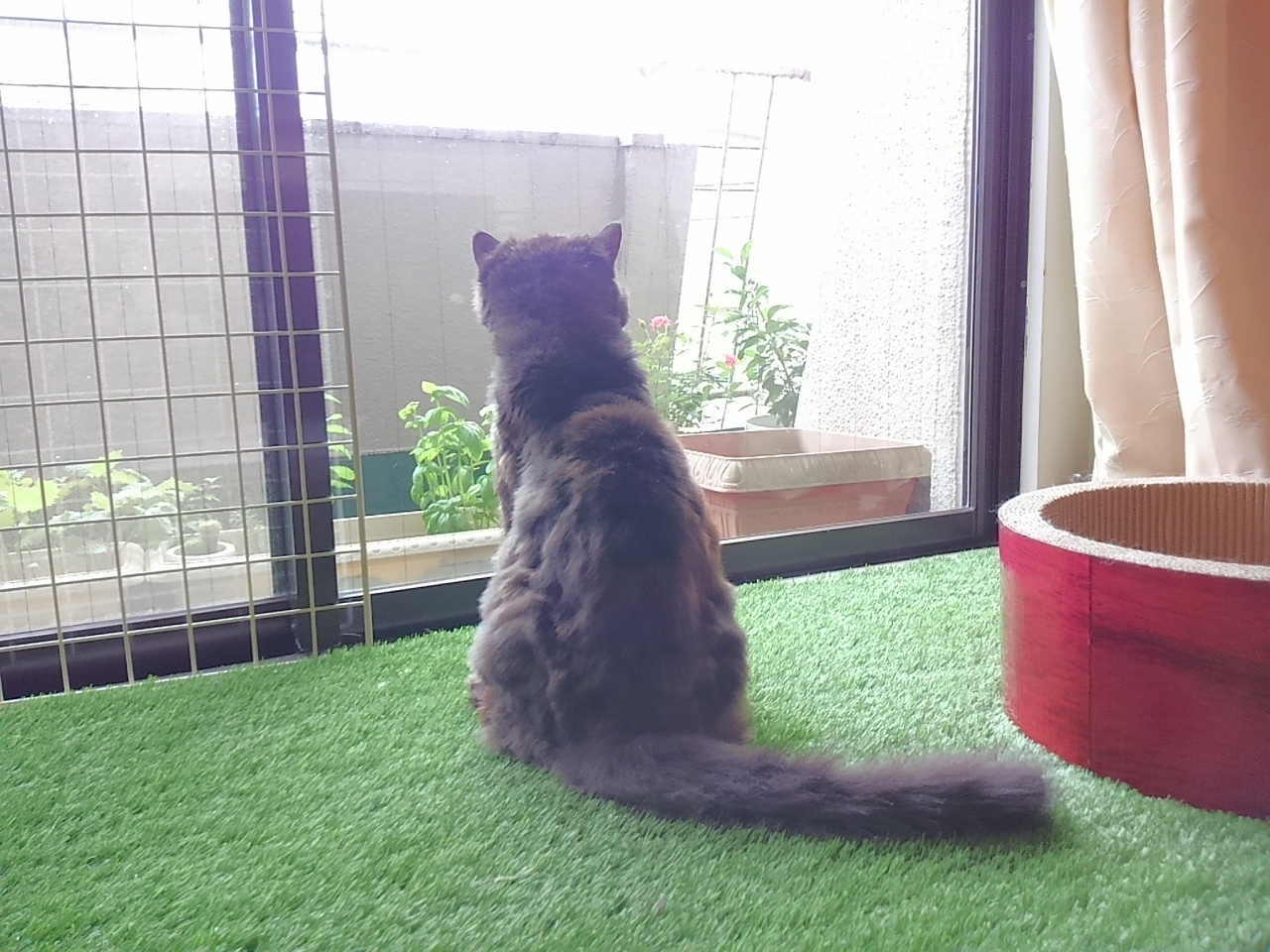 まぼろしマロン_d0152937_20553494.jpg