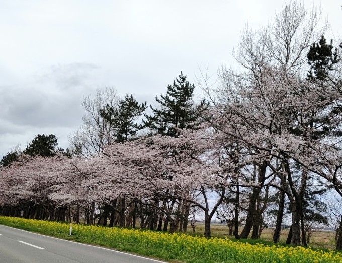 曇ってても桜(*´∀`*)_c0350439_23373276.jpg