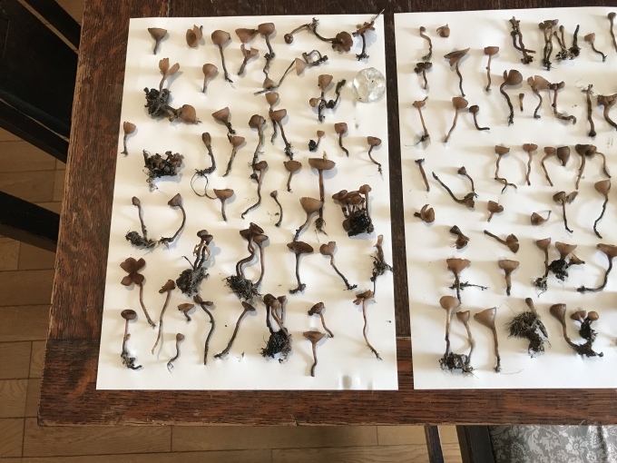 キノコ採集に熱中_d0101846_19544166.jpeg