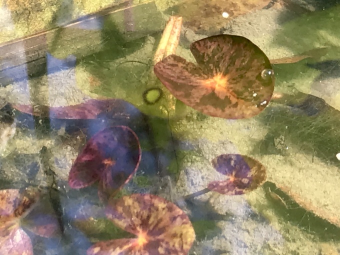 キノコ採集に熱中_d0101846_19552713.jpeg