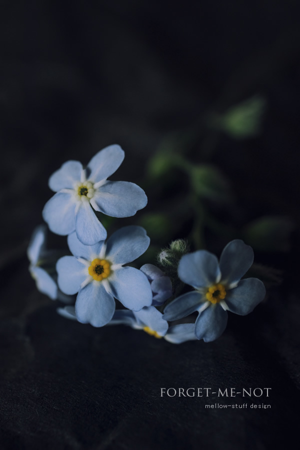 勿忘草_d0124248_15133543.jpg