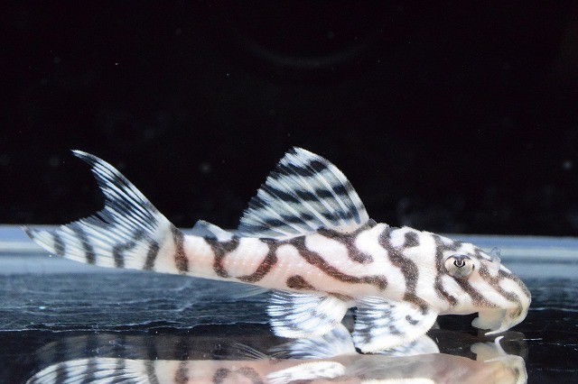 割引クーポン対象品 熱帯魚 一点物 スーパーインペリアルゼブラプレコ l 173a ブリード 1匹 北海道航空便要保温 沖縄別途送料 即発送可能 Fatoscorp Com 割引クーポン対象品 熱帯魚 一点物 スーパーインペリアルゼブラプレコ l 173a ブリード 1匹 北海道航空便要保温 沖縄別途送料 即発送可能 Fatoscorp Com