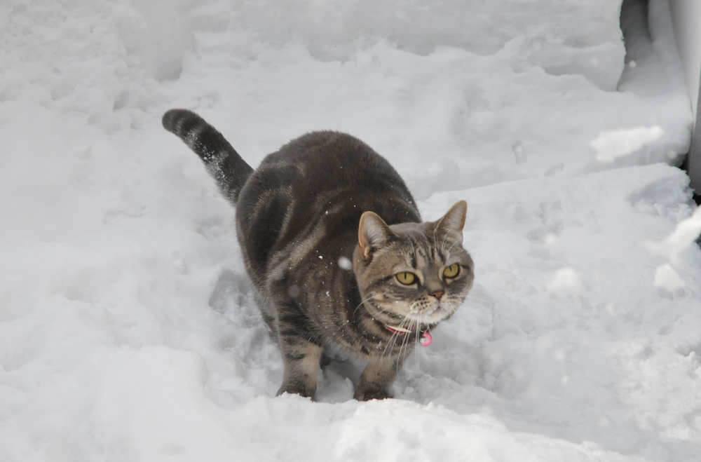 トムちゃんは永遠に不滅です_e0196168_18063247.jpg