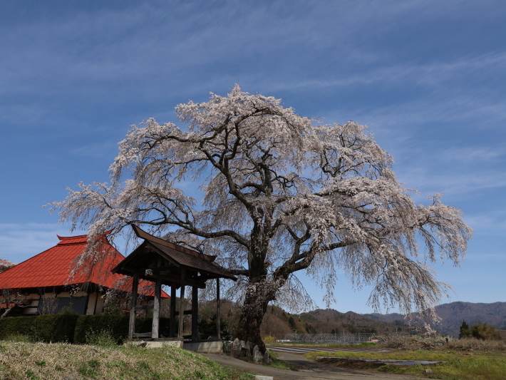 桜だより(26) 沼田市 天照寺のしだれ桜 (2021/4/8撮影)_b0369971_17003023.jpg