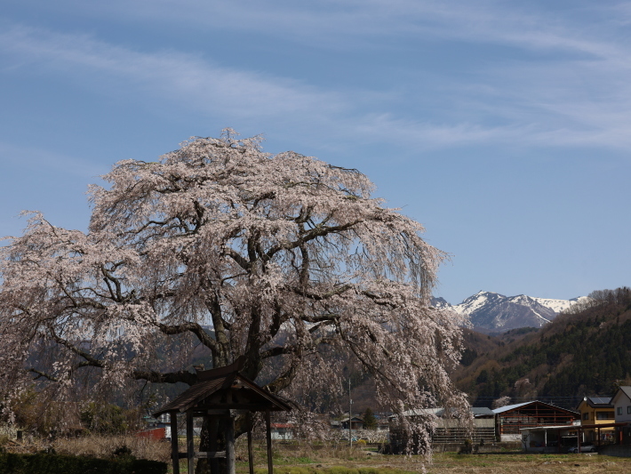 桜だより(26) 沼田市 天照寺のしだれ桜 (2021/4/8撮影)_b0369971_17024056.jpg