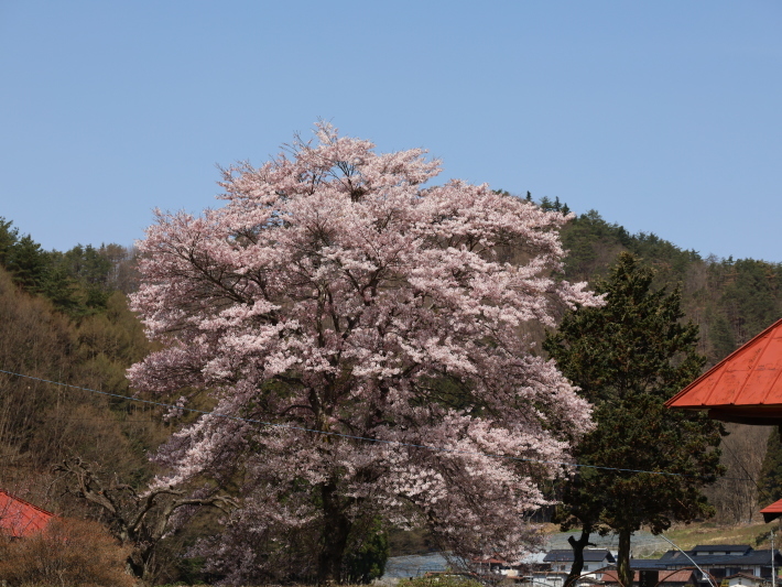 桜だより(26) 沼田市 天照寺のしだれ桜 (2021/4/8撮影)_b0369971_17025896.jpg