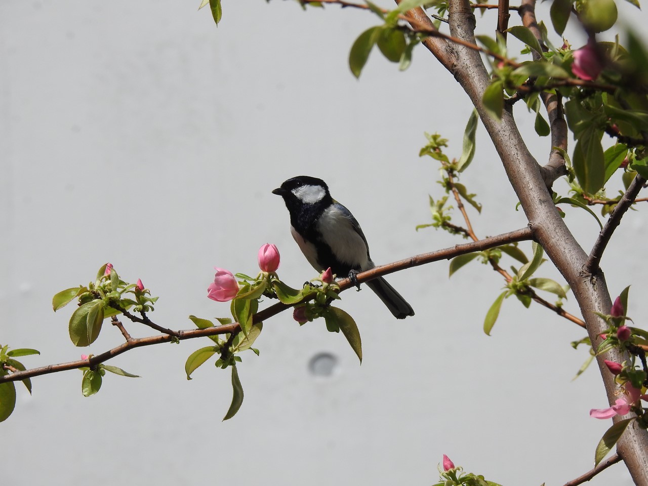 『木曽川水園の真鶸(マヒワ)や四十雀(シジュウカラ)達～』_d0054276_20164916.jpg