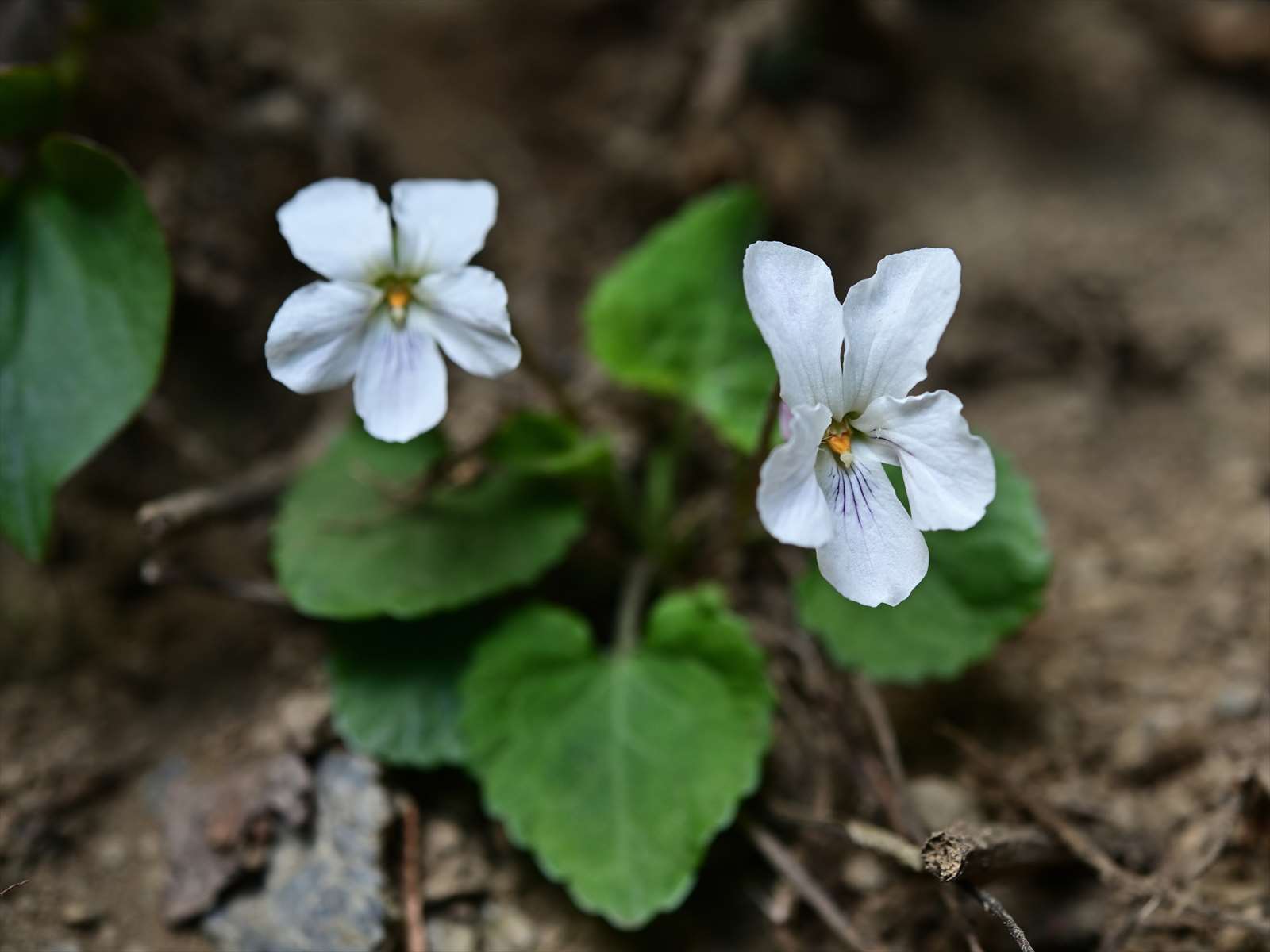 奥多摩方面の花 アケボノスミレ フモトスミレ マキノスミレなど 野の花山の花ウォッチング In 奥多摩