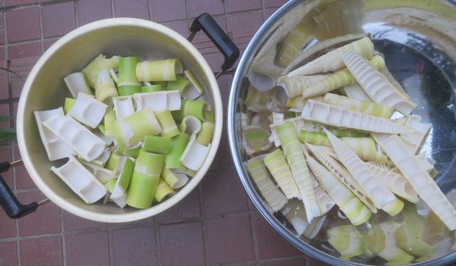 失敗しない自家製メンマづくり 1mに伸びたタケノコでも作れます ゆうちゃん所長のひとりごと 失敗しない自家製メンマづくり 1mに伸びたタケノコでも作れます ゆうちゃん所長のひとりごと