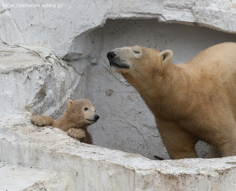 ２０２１年３月　天王寺動物園　その４_a0052986_07405019.jpg