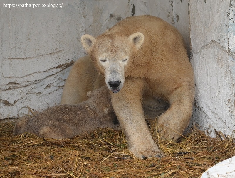 ２０２１年３月　天王寺動物園　その４_a0052986_07414419.jpg