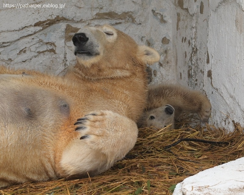 ２０２１年３月　天王寺動物園　その４_a0052986_07425574.jpg