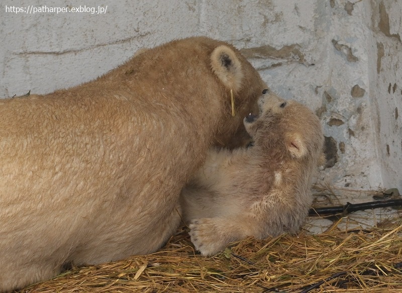 ２０２１年３月　天王寺動物園　その４_a0052986_07440828.jpg