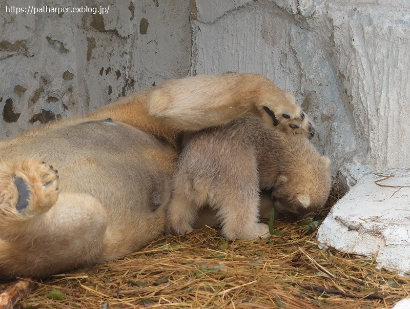 ２０２１年３月　天王寺動物園　その４_a0052986_07450554.jpg