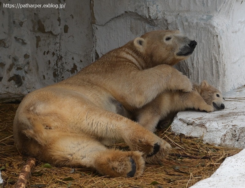 ２０２１年３月　天王寺動物園　その４_a0052986_07450755.jpg